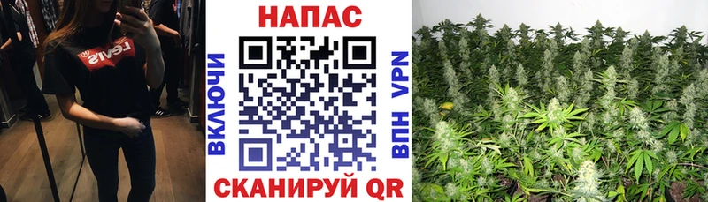 МАРИХУАНА сатива Хвалынск